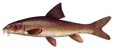 Усач - пресноводная рыба семейства карповых.Тело у него довольно